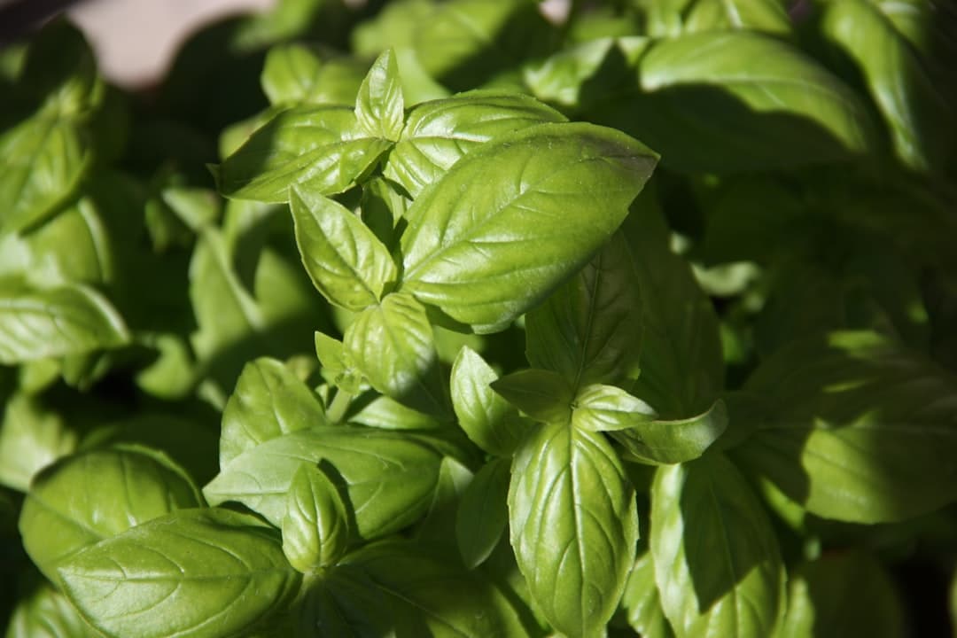 Thermomix Fresh Basil Pesto
